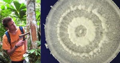 Un hongo descubierto en la Amazonia podría comerse el plástico
